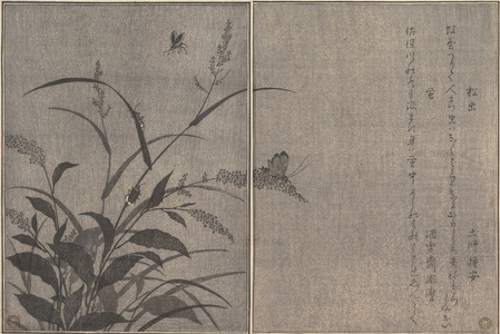 喜多川歌麿: Fireflies and Cricket (Hotaru and Matsumushi), from Picture Book of Selected Insects with Crazy Poems (Ehon Mushi Erabi) - メトロポリタン美術館