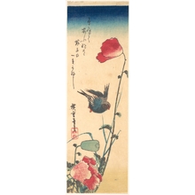 歌川広重: Bluebird and Flowering Poppies - メトロポリタン美術館