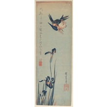 歌川広重: Kingfisher and Iris - メトロポリタン美術館
