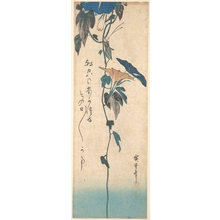 Utagawa Hiroshige: Grasshopper and Morning-glory Vine - Metropolitan Museum of Art