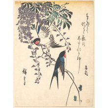 Utagawa Hiroshige: Swallow and Wisteria - Metropolitan Museum of Art