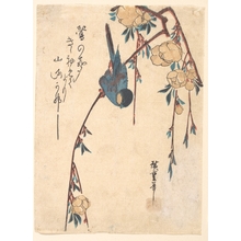 Utagawa Hiroshige: Weeping Cherry - Metropolitan Museum of Art