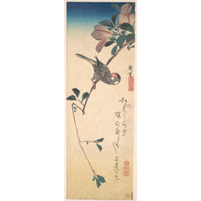 歌川広重: Purple Magnolia and Hornbill - メトロポリタン美術館