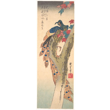 Utagawa Hiroshige: Peacock Perched on a Maple Tree - Metropolitan Museum of Art