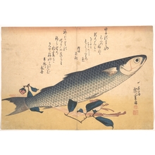 歌川広重: Bora Fish with Camellia, from the series Uozukushi (Every Variety of Fish) - メトロポリタン美術館