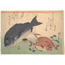 歌川広重: Kurodai and Kodai Fish with Bamboo Shoots and Berries, from the series Uozukushi (Every Variety of Fish) - メトロポリタン美術館