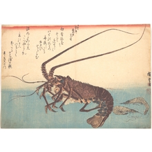 歌川広重: Ise-ebi and Shiba-ebi, from the series Uozukushi (Every Variety of Fish) - メトロポリタン美術館