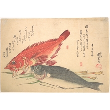 Utagawa Hiroshige: Isaki and Kasago Fish, from the series Uozukushi (Every Variety of Fish) - Metropolitan Museum of Art