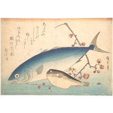 歌川広重: Fugu and Inada Fish, from the series Uozukushi (Every Variety of Fish) - メトロポリタン美術館