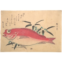 Utagawa Hiroshige: Medetai Fush and Sasaki Bamboo, from the series Uozukushi (Every Variety of Fish) - Metropolitan Museum of Art