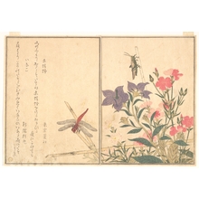 喜多川歌麿: Red Dragonfly and Locust (Aka tonbo and Inago), from Picture Book of Selected Insects with Crazy Poems (Ehon Mushi Erabi) - メトロポリタン美術館