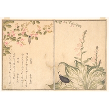 Kitagawa Utamaro: Bag-Worm and Horned Beetle (Minomushi and Kabutomushi), from Picture Book of Selected Insects with Crazy Poems (Ehon Mushi Erabi) - Metropolitan Museum of Art