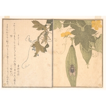 Kitagawa Utamaro: Grasshopper and Cicada (Kirigirisu and Semi), from Picture Book of Selected Insects with Crazy Poems (Ehon Mushi Erabi) - Metropolitan Museum of Art