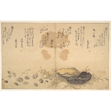 Kitagawa Utamaro: Shells Under Water - Metropolitan Museum of Art