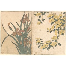 Kitagawa Utamaro: Cherry Blossoms and Irises, from the illustrated book Flowers of the Four Seasons - Metropolitan Museum of Art