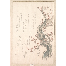 柳々居辰斎: Plum-Tree in Flower - メトロポリタン美術館