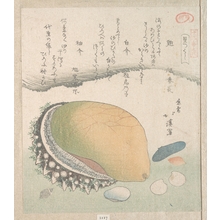 魚屋北渓: Awabi (Ear-Shell) and Various Shells - メトロポリタン美術館