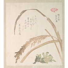 窪俊満: Rice Plant and Butter-Burs - メトロポリタン美術館