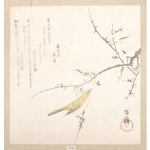 柳々居辰斎: New Moon; Nightingale on a Plum Branch - メトロポリタン美術館