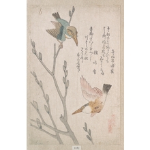 窪俊満: Kingfishers and Pussy-willow - メトロポリタン美術館