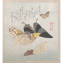 窪俊満: Various moths and butterflies - メトロポリタン美術館
