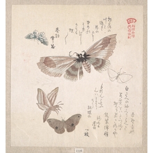 窪俊満: Various Moths and Butterflies - メトロポリタン美術館