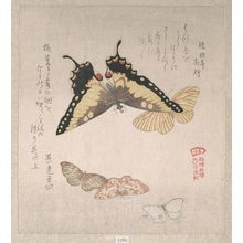 Kubo Shunman: Various Moths and Butterflies - Metropolitan Museum of Art