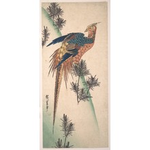 Utagawa Hiroshige: Pheasant and Pine-trees on Snowy Hillside - Metropolitan Museum of Art