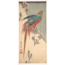 Utagawa Hiroshige: Golden Pheasant and Pine Shoots in Snow - Metropolitan Museum of Art