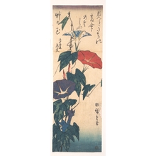 歌川広重: Morning Glories with Poem by Gyôkô - メトロポリタン美術館