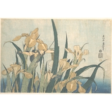 Katsushika Hokusai: Grasshopper and Iris - Metropolitan Museum of Art