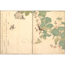 喜多川歌麿: Bee and Caterpillar (Hachi and Kemushi), from Picture Book of Selected Insects with Crazy Poems (Ehon Mushi Erabi) - メトロポリタン美術館