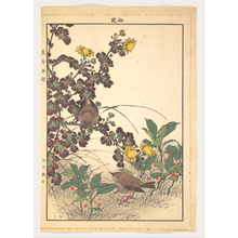 今尾景年: Two Birds and Crysanthemums, from Keinen kachô gafu (Keinen’s Flower-and-Bird Painting Manual) - メトロポリタン美術館