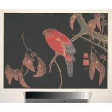 伊藤若冲: Red Parrot on the Branch of a Tree - メトロポリタン美術館