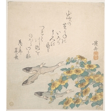 渓斉英泉: Fishes Swimming with Yellow Flowers - メトロポリタン美術館