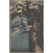 小林清親: Cherry Tree - メトロポリタン美術館