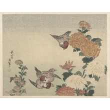 Katsushika Hokusai: Sparrows and Chrysanthemums - Metropolitan Museum of Art