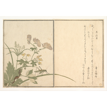 喜多川歌麿: Katydid and Centipede (Umaoimushi and Mukade), from Picture Book: Selected Insects with Crazy Poems (Ehon mushi erabi) - メトロポリタン美術館