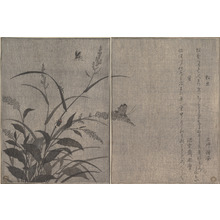 Kitagawa Utamaro: Fireflies and Cricket (Hotaru and Matsumushi), from Picture Book of Selected Insects with Crazy Poems (Ehon Mushi Erabi) - Metropolitan Museum of Art