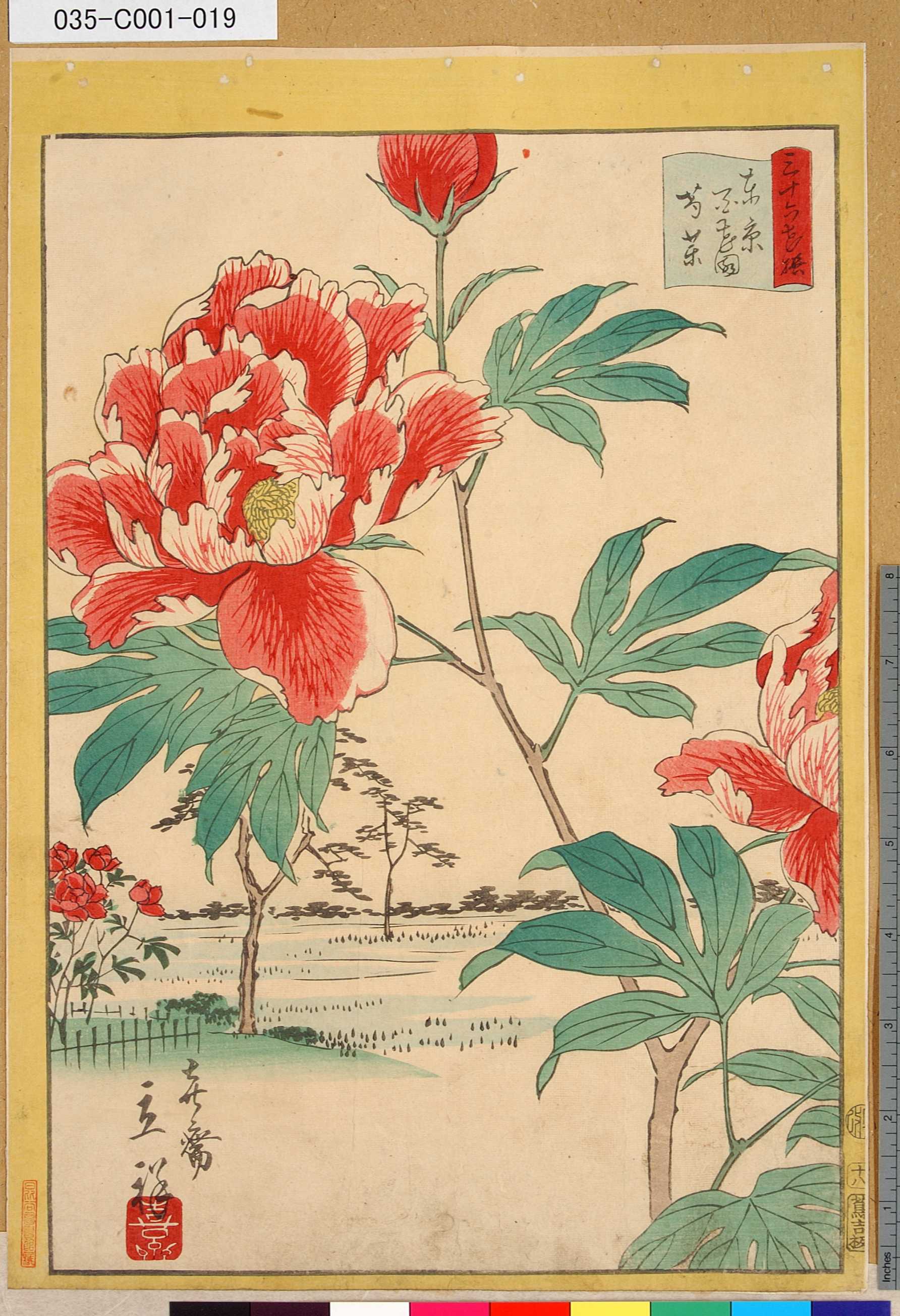 二歌川広重 三十六花撰 東京百花園芍薬 十八 東京都立図書館 浮世絵検索