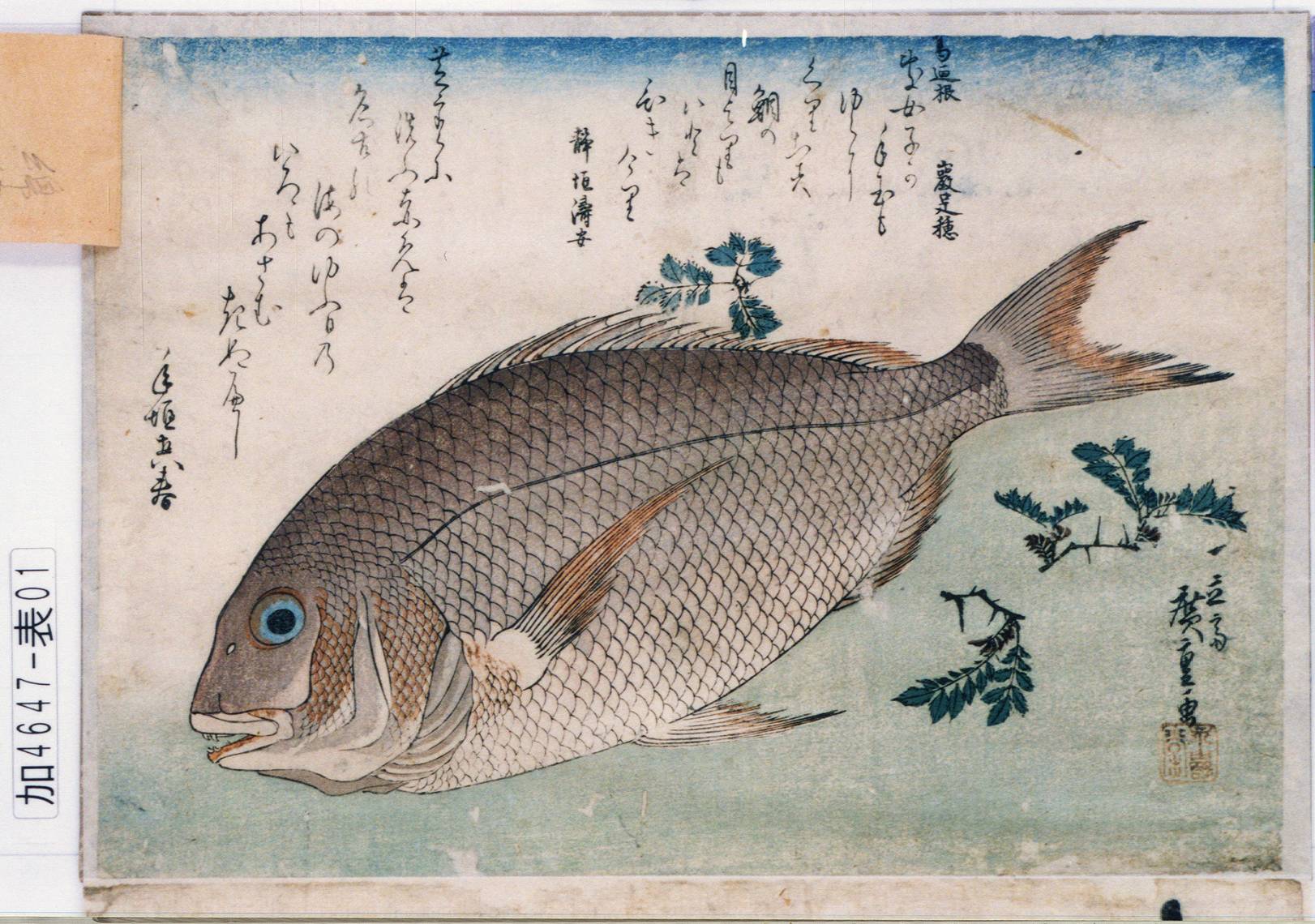 歌川広重 魚づくし 鯛に山椒 東京都立図書館 浮世絵検索