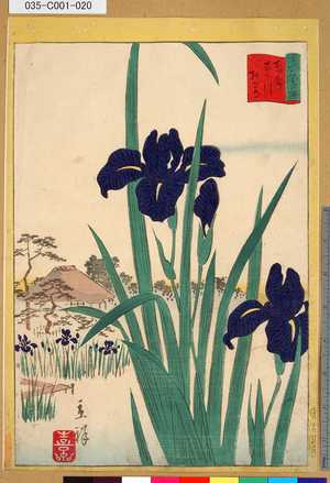 Utagawa Hiroshige II: 「三十六花撰」「東都木下川杜若」 「十九」 - Tokyo Metro Library 