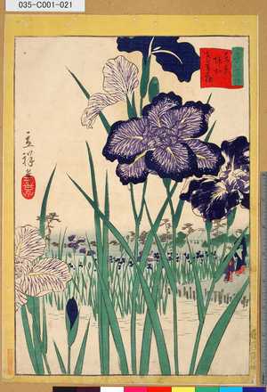 Utagawa Hiroshige II: 「三十六花撰」「東京堀切花菖蒲」 「二十」 - Tokyo Metro Library 