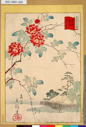 Utagawa Hiroshige II: 「三十六花撰」「東京根津ばら」 「廿一」 - Tokyo Metro Library 