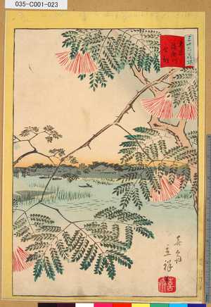 Utagawa Hiroshige II: 「三十六花撰」「東京綾瀬川合歓」 「廿二」 - Tokyo Metro Library 
