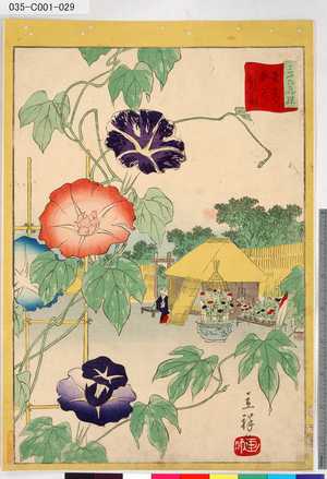 Utagawa Hiroshige II: 「三十六花撰」「東都入谷朝顔」 「廿八」 - Tokyo Metro Library 