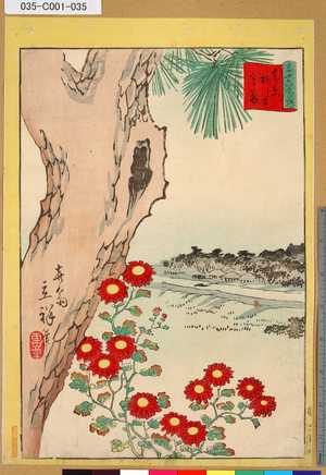 Utagawa Hiroshige II: 「三十六花撰」 「東京柳しま寒菊」「卅四」 - Tokyo Metro Library 
