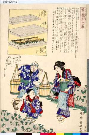 Utagawa Kuniteru: 「茶植附の図」 - Tokyo Metro Library 