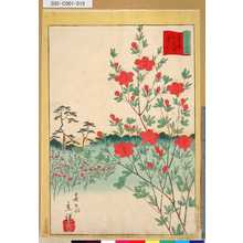 Utagawa Hiroshige II: 「三十六花撰」「東京大久保つゝち」 「十四」 - Tokyo Metro Library 