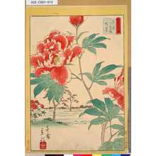 Utagawa Hiroshige II: 「三十六花撰」「東京百花園芍薬」 「十八」 - Tokyo Metro Library 